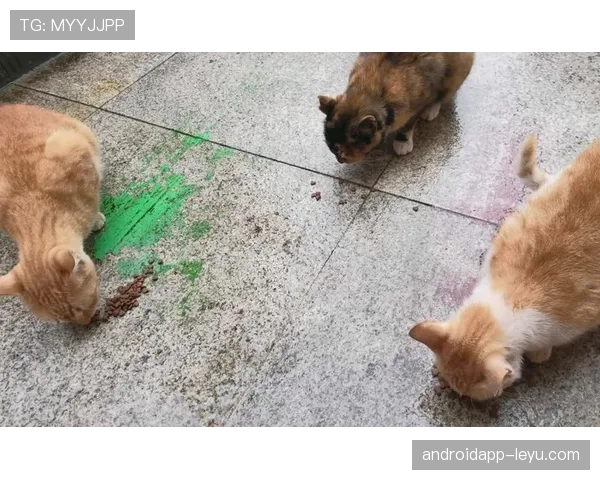 庞伟这日常比赛场还拼？听说他早晨跑步时候连楼下猫都懒得理他了